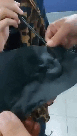 Animated GIF