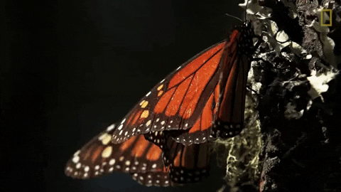 Monarch butterflies now classified as endangered, News Without Politics, news without bias