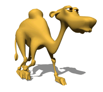 camel