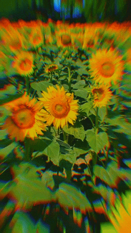 Summer Flowers GIF by KreativCopy