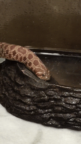 動物gif カバ ワニ ほか 今日のgif 動物gif カバ ワニ ほか 今日のgif