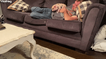Persistent Piglet Prefers The Sofa GIF by ViralHog