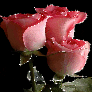  rose GIF