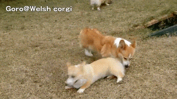 dog rolls playing GIF
