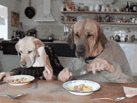 dogs with human hands gif