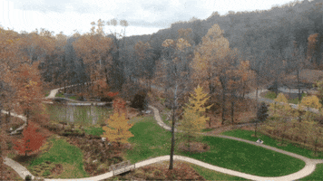 Autumn Forest GIF by James Madison University