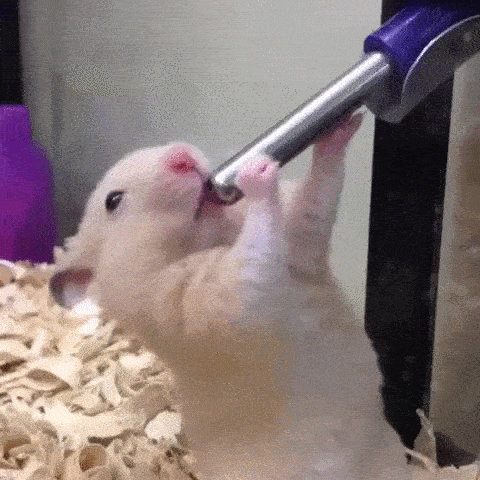 Hamster GIF