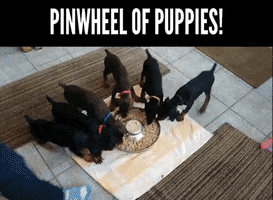 puppies pinwheel GIF by ViralHog