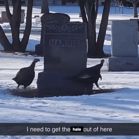 Tombstone GIF by AVOS