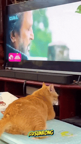Cat Look Behind GIF