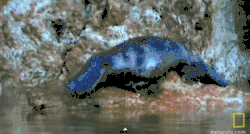 platypus