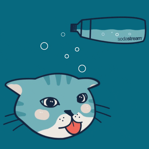 sodastreampolska cat water cats animal GIF