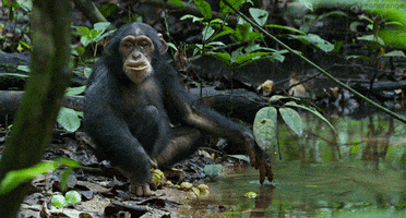 ape chimpanzee GIF by Head Like an Orange
