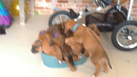 giphy.gif