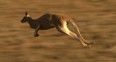 bbc natural world kangaroo GIF by Head Like an Orange