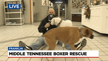Big Joe Dogs GIF by WSMV  News 4, Nashville