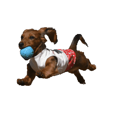 infkennel Sticker