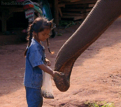 super smart animals elephant GIF by Head Like an Orange