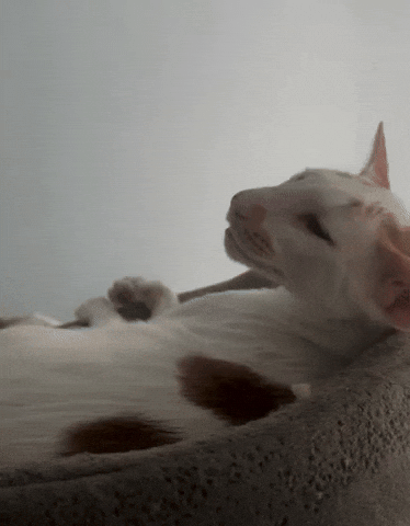 Sleepy Cat GIF
