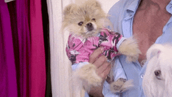 real housewives lisa vandeump GIF by RealityTVGIFs