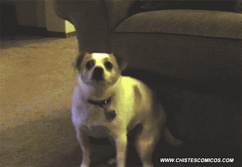 Perro GIF - Find & Share on GIPHY