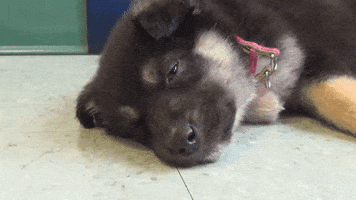 200.gif?cid=f0bdee70o946tf324ux1m7gmbh6q3w46j0r6ld8kh5vwi1jl&rid=200.gif&ct=g