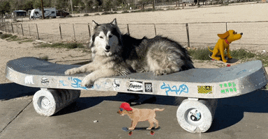 Skate Park Dog GIF