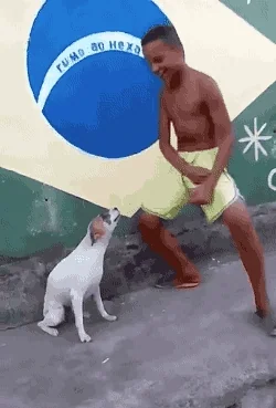 dog brazil GIF