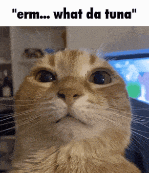 Cat Gif GIF