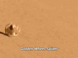 umam spider golden wheel spider GIF