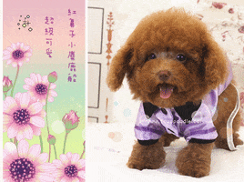Poodle GIF by Kate