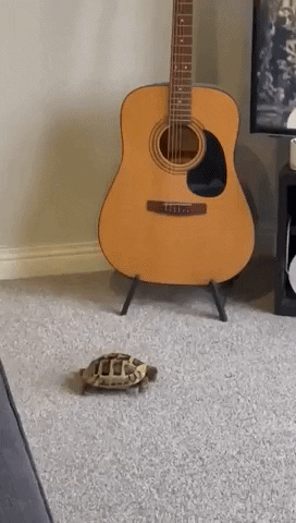 Turtle Funny Animals GIF by Storyful