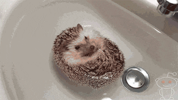 Hedgehog animated GIF