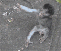 Monkey-attack GIFs - Get the best GIF on GIPHY