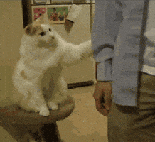 cat pet me GIF