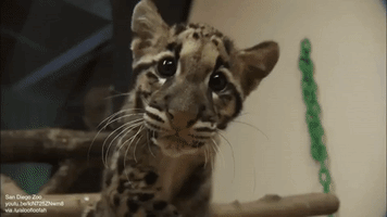 adorable leopard GIF