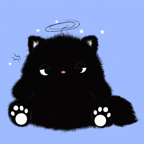 Black Cat Omg GIF