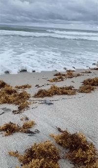 Baby Turtle Hatchlings Crawl in Florida Beach