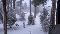 Snow Blows Through Pines as Cold Front Hits Navajo County, Arizona
