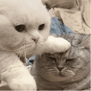 Cat GIF