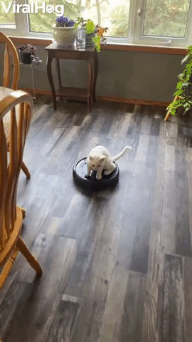 Kitty Takes Roomba For A Ride GIF by ViralHog