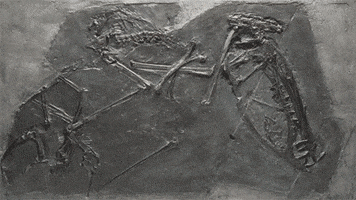 fossil pterosaurs GIF