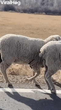 Funny Sheep Dancing Sheeple GIF - Funny Sheep Dancing Funny Sheep Sheeple -  Discover & Share GIFs