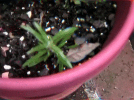 Grow Plant Growth GIF by Hurray For The Riff Raff