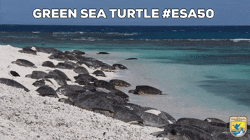 Relaxed Sea Turtles GIF by U.S. Fish and Wildlife Service