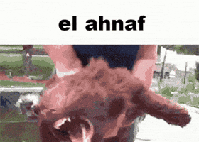Ahnafcrash GIF