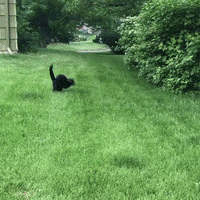 cat running GIF