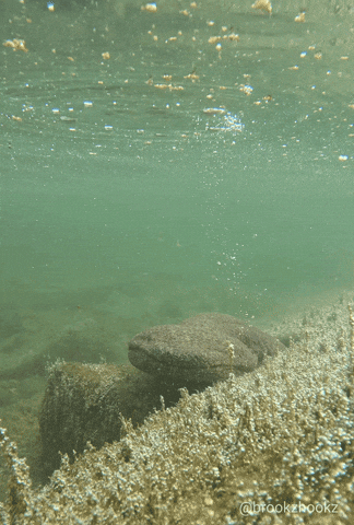 Brookzhookz GIF