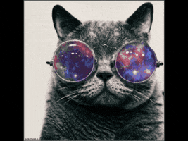 Galaxy Cat GIFs on Giphy