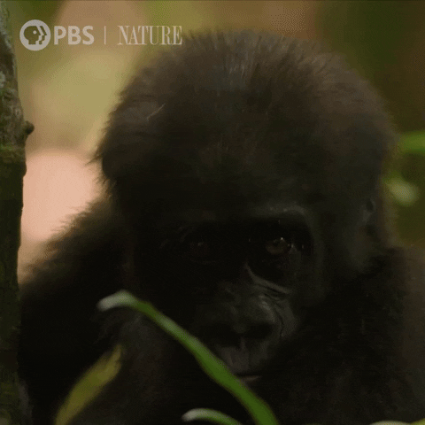 Close Up Baby GIF by Nature on PBS